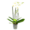 4 Taks Phalaenopsis Lighthouse - Vlinderorchidee - P12 H60 - Kamerplant 2 4 Taks Phalaenopsis Lighthouse - Vlinderorchidee - P12 H60 - Kamerplant -Woondecoratie Kortingen phalaenopsis vlinderorchidee 4 taks p12cm h60cm wit 4