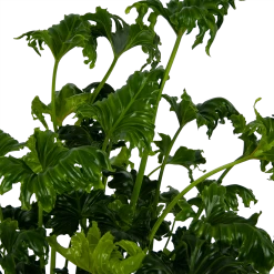 Philodendron Atlantis - P21 H75 - Kamerplant -Woondecoratie Kortingen philodendron atlantis p21 h75 kamerplant 4