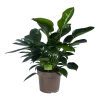 Philodendron Green Princess - P21 H70 - Kamerplant -Woondecoratie Kortingen philodendron green princess p21 h70 1 1