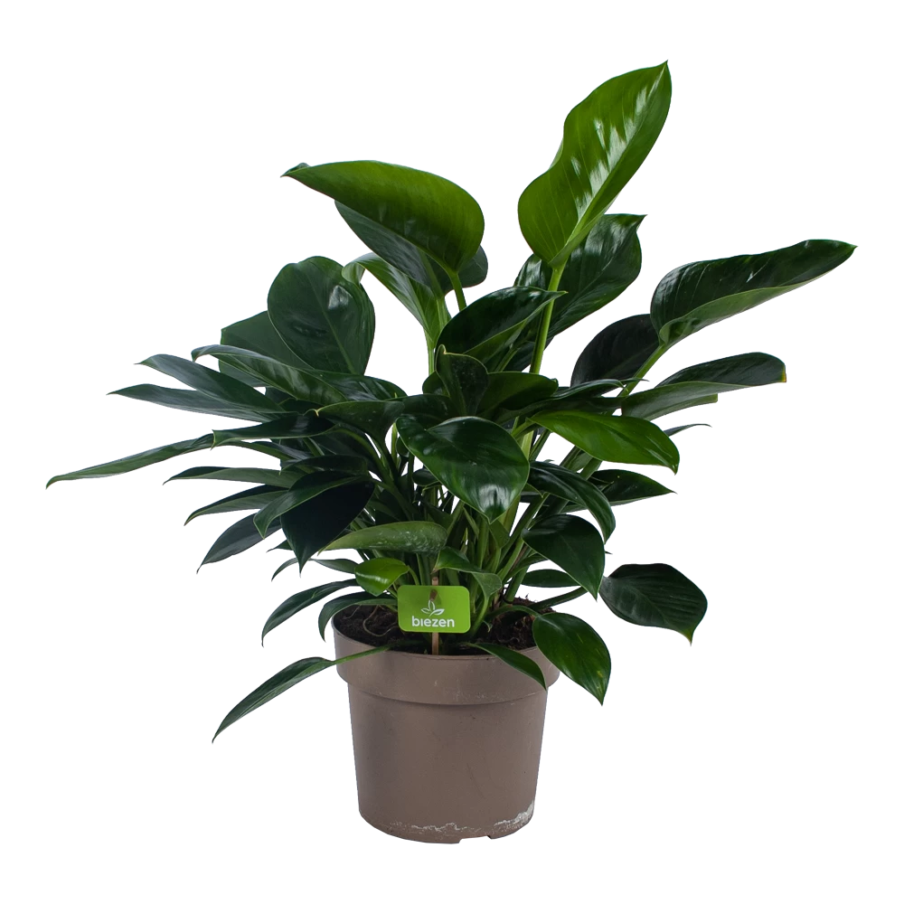 Philodendron Green Princess - P21 H70 - Kamerplant 3 Philodendron Green Princess - P21 H70 - Kamerplant