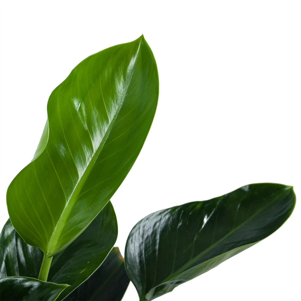 Philodendron Green Princess - P21 H70 - Kamerplant 4 Philodendron Green Princess - P21 H70 - Kamerplant - Afbeelding 2