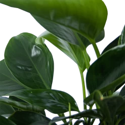 Philodendron Green Princess - P21 H70 - Kamerplant 8 Philodendron Green Princess - P21 H70 - Kamerplant -Woondecoratie Kortingen philodendron green princess p21 h70 6