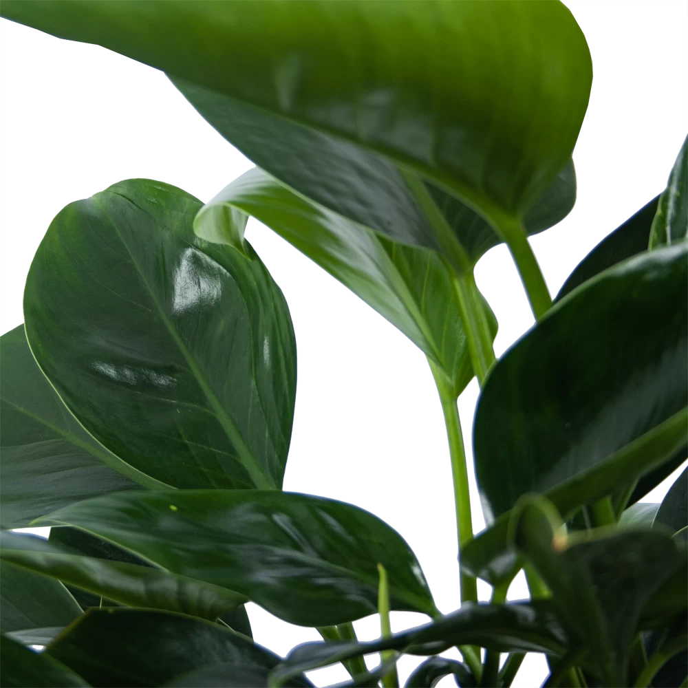 Philodendron Green Princess - P21 H70 - Kamerplant 5 Philodendron Green Princess - P21 H70 - Kamerplant - Afbeelding 3