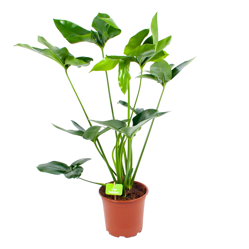 Philodendron Green Wonder - P19 H75 - Kamerplant 3 Philodendron Green Wonder - P19 H75 - Kamerplant