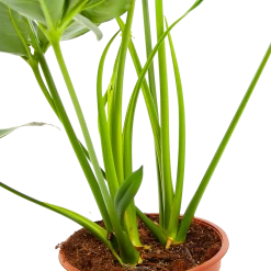 Philodendron Green Wonder - P19 H75 - Kamerplant 8 Philodendron Green Wonder - P19 H75 - Kamerplant -Woondecoratie Kortingen philodendron green wonder p19 h75 3 2