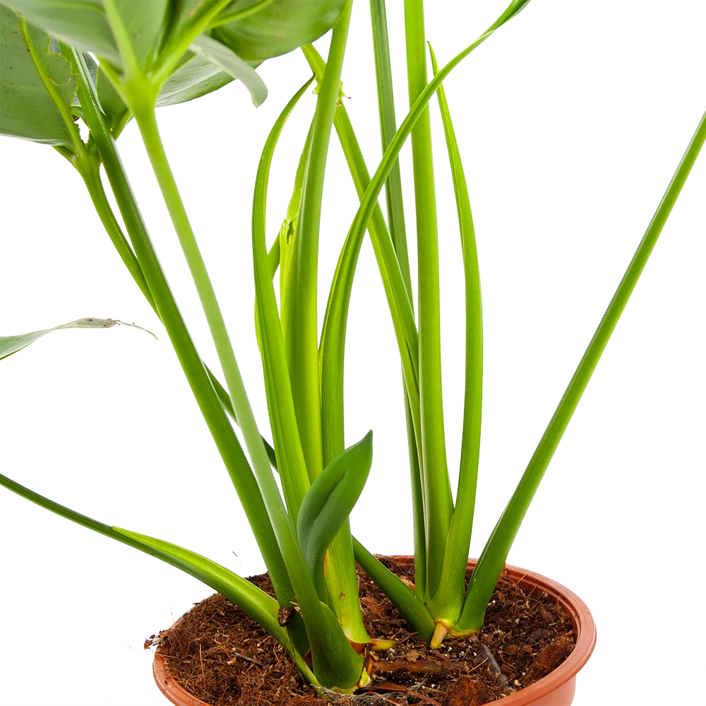 Philodendron Green Wonder - P19 H75 - Kamerplant 5 Philodendron Green Wonder - P19 H75 - Kamerplant - Afbeelding 3