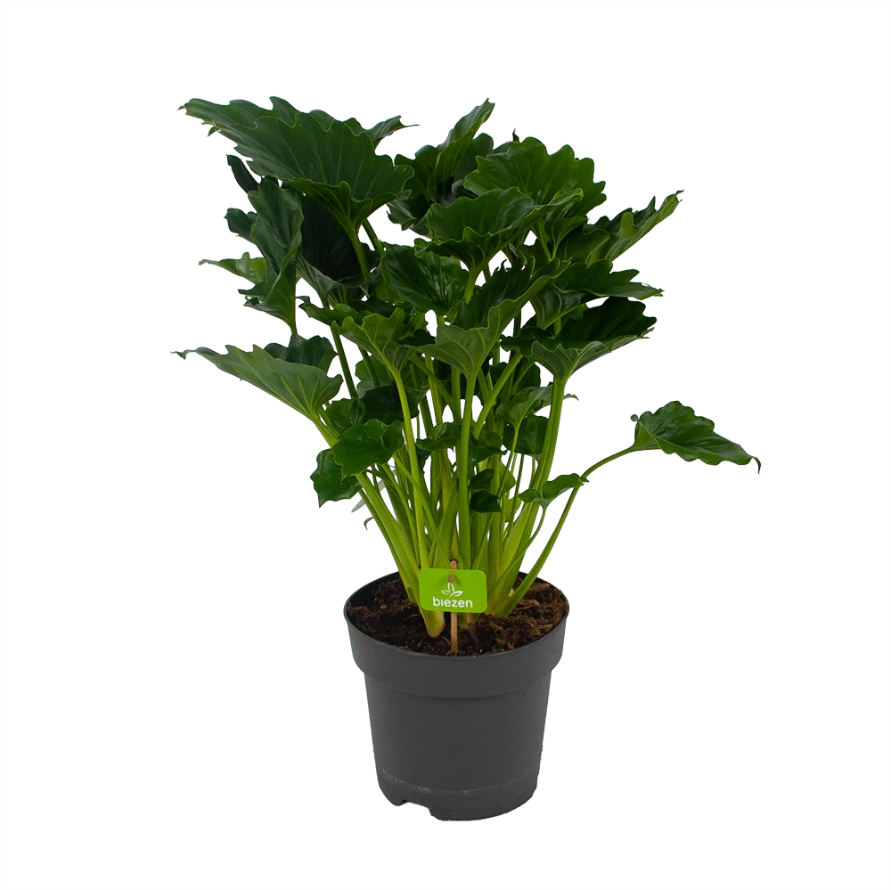 Philodendron Grizzly - P21 H55 - Kamerplant 3 Philodendron Grizzly - P21 H55 - Kamerplant