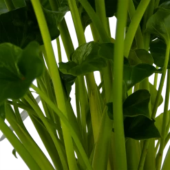 Philodendron Grizzly - P21 H55 - Kamerplant 7 Philodendron Grizzly - P21 H55 - Kamerplant -Woondecoratie Kortingen philodendron grizzly p21 h55 5