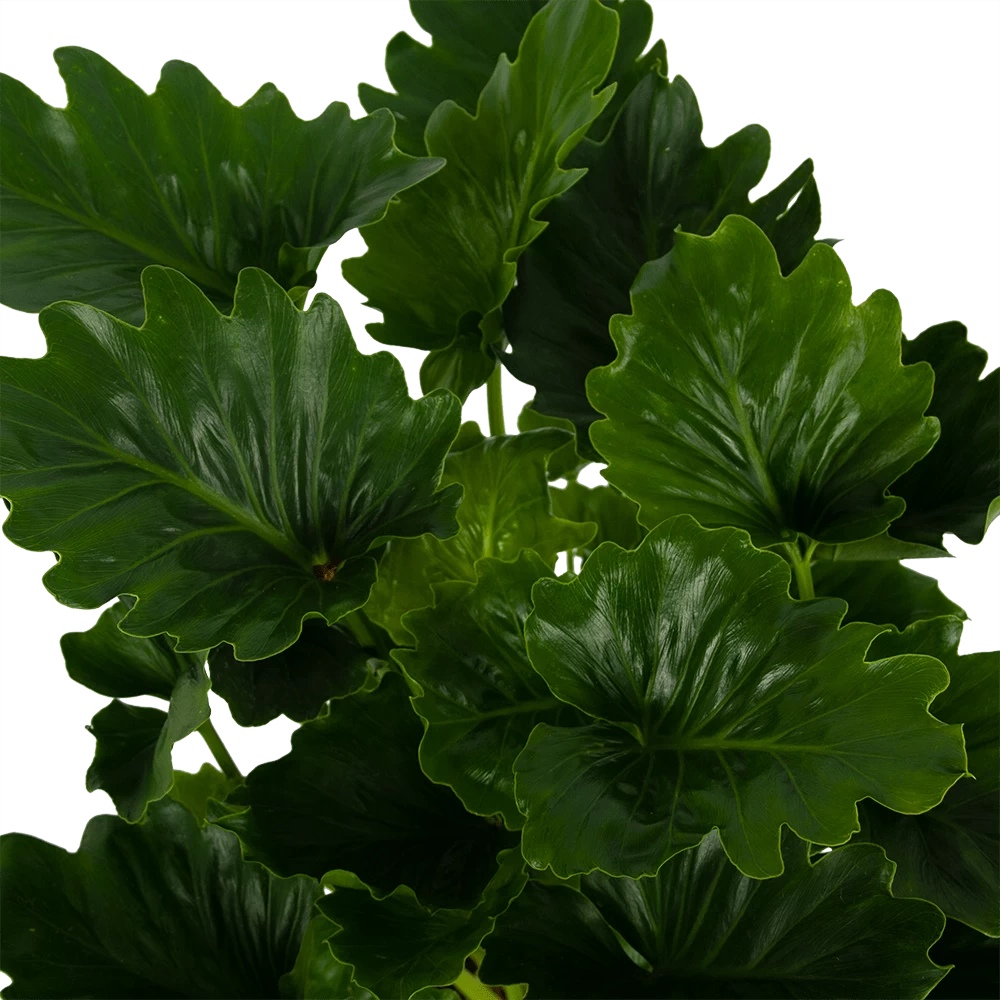 Philodendron Grizzly - P21 H55 - Kamerplant 5 Philodendron Grizzly - P21 H55 - Kamerplant - Afbeelding 3