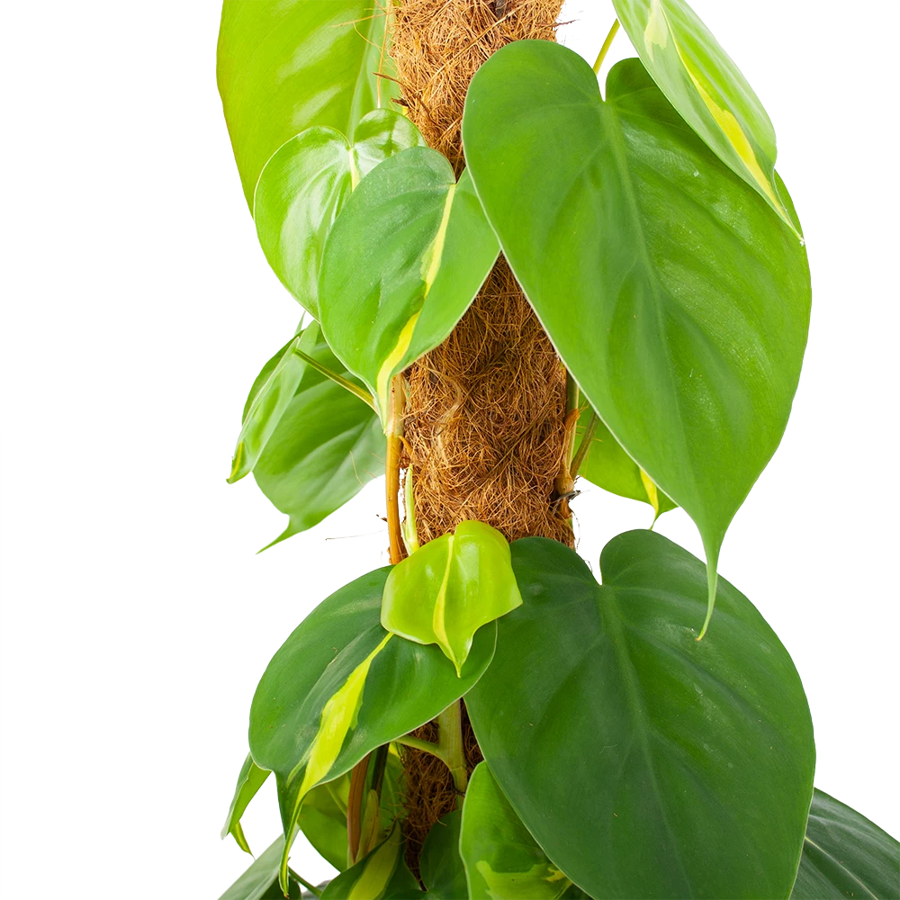 Philodendron Scandens Brasil Op Mosstok - P17 H75 - Kamerplant 4 Philodendron Scandens Brasil Op Mosstok - P17 H75 - Kamerplant - Afbeelding 2