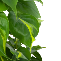 Philodendron Scandens Brasil Op Mosstok - P17 H75 - Kamerplant 8 Philodendron Scandens Brasil Op Mosstok - P17 H75 - Kamerplant -Woondecoratie Kortingen philodendron scandens brasil op mosstok p17 h75 6 1