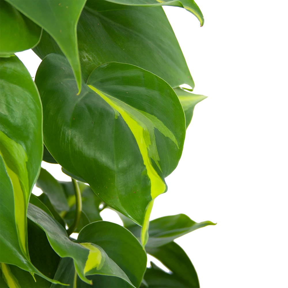 Philodendron Scandens Brasil Op Mosstok - P17 H75 - Kamerplant 5 Philodendron Scandens Brasil Op Mosstok - P17 H75 - Kamerplant - Afbeelding 3