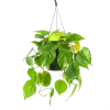 Philodendron Scandens - In Hangpot - P17 H35 - Kamerplant -Woondecoratie Kortingen philodendron scandens in hangpot p17 h35 1