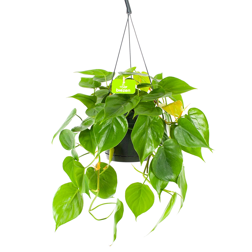 Philodendron Scandens - In Hangpot - P17 H35 - Kamerplant 3 Philodendron Scandens - In Hangpot - P17 H35 - Kamerplant
