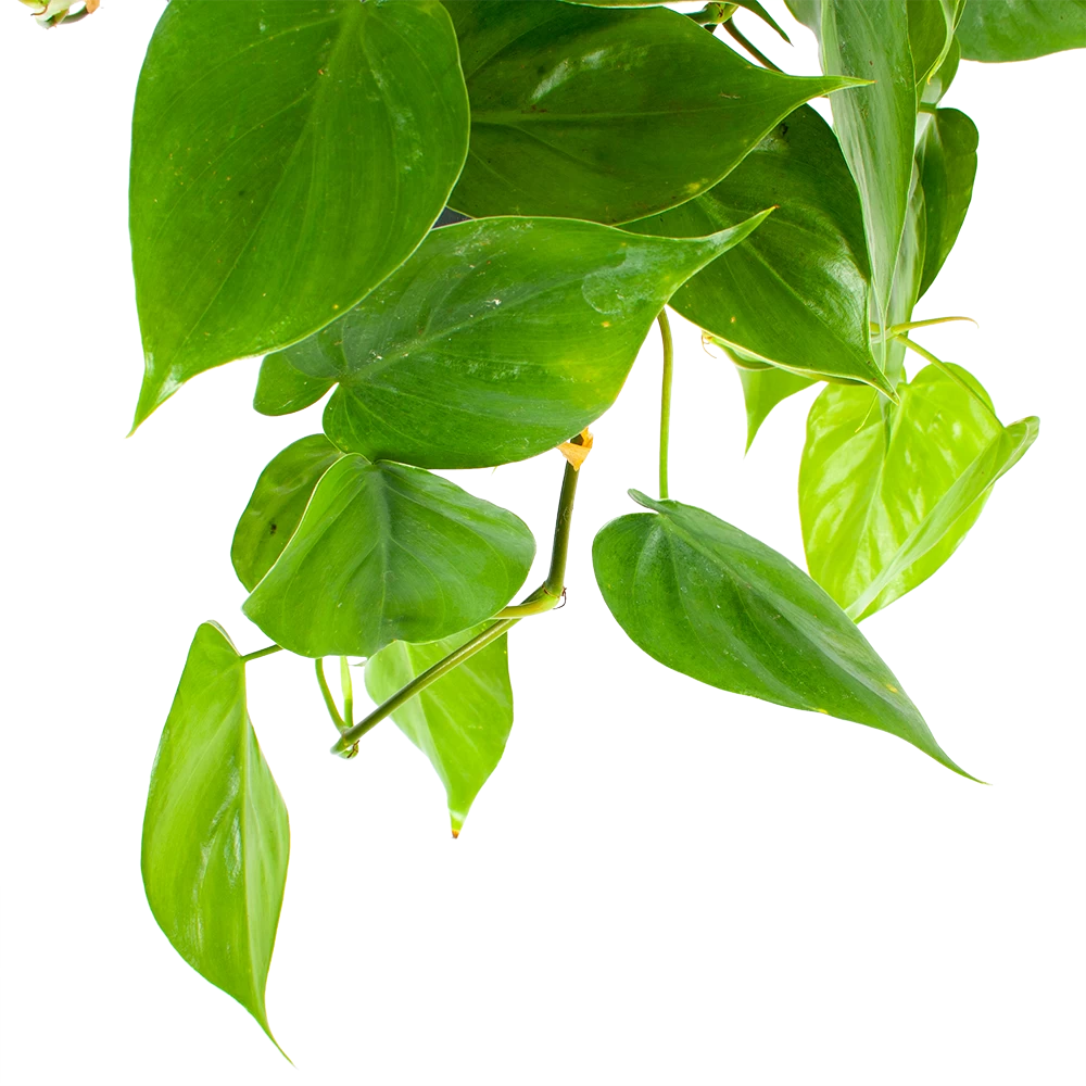 Philodendron Scandens - In Hangpot - P17 H35 - Kamerplant 4 Philodendron Scandens - In Hangpot - P17 H35 - Kamerplant - Afbeelding 2