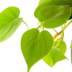 Philodendron Scandens - In Hangpot - P17 H35 - Kamerplant 8 Philodendron Scandens - In Hangpot - P17 H35 - Kamerplant -Woondecoratie Kortingen philodendron scandens in hangpot p17 h35 6