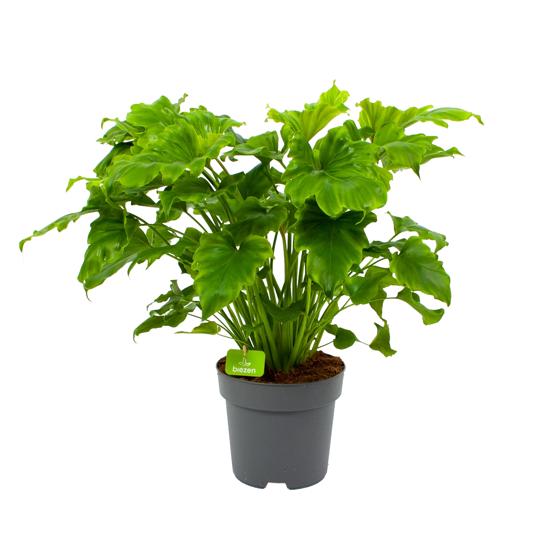 Philodendron Bipinnatifidum Little Hope - P21 H75 - Kamerplant 3 Philodendron Bipinnatifidum Little Hope - P21 H75 - Kamerplant