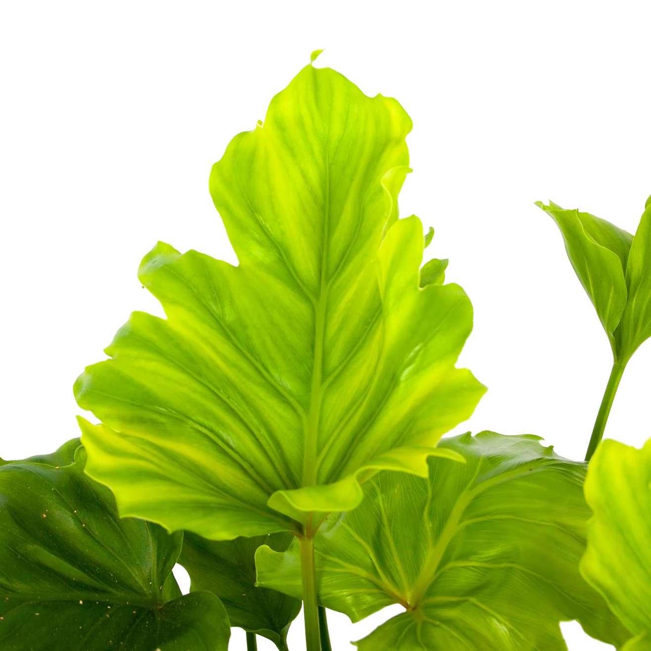 Philodendron Bipinnatifidum Little Hope - P21 H75 - Kamerplant 4 Philodendron Bipinnatifidum Little Hope - P21 H75 - Kamerplant - Afbeelding 2