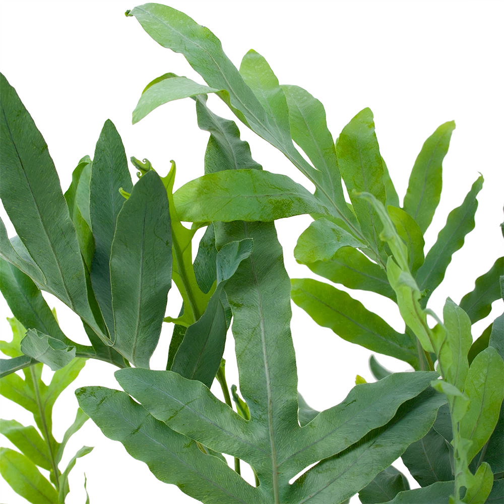 Phlebodium Areum Blue Star - Blauwvaren - P19 H60 - Kamerplant 4 Phlebodium Areum Blue Star - Blauwvaren - P19 H60 - Kamerplant - Afbeelding 2