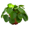 Pilea Peperomioides - Pannenkoekenplant - P15 H25 - Kamerplant -Woondecoratie Kortingen pilea peperomioides pannenkoekenplant p15 h25 4