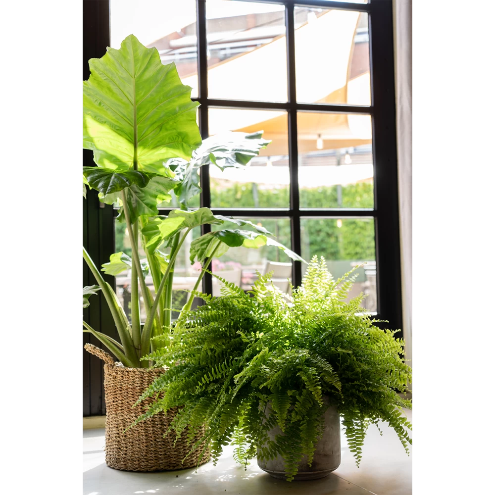 Plantenmand Joris - D42 X H36cm - Naturel 4 Plantenmand Joris - D42 X H36cm - Naturel - Afbeelding 2