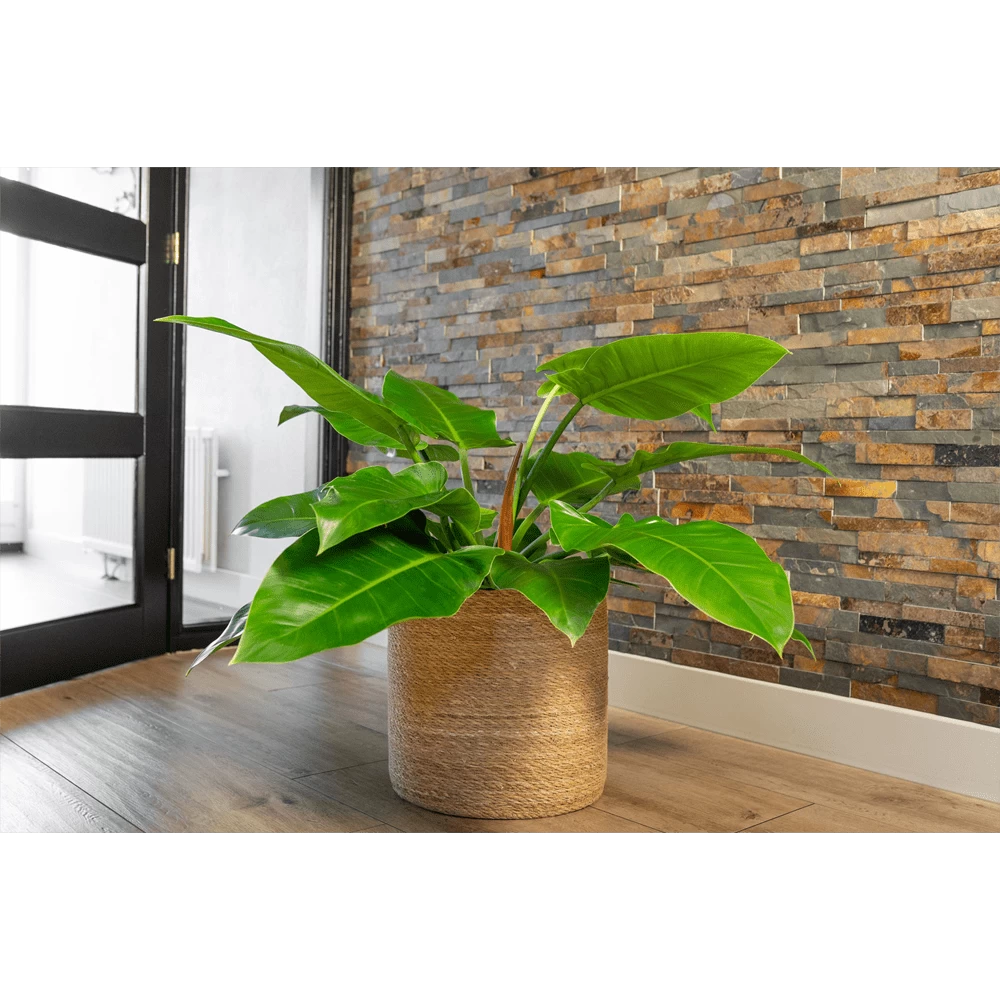 Plantenmand Stef - D36 X H36cm - Naturel 4 Plantenmand Stef - D36 X H36cm - Naturel - Afbeelding 2