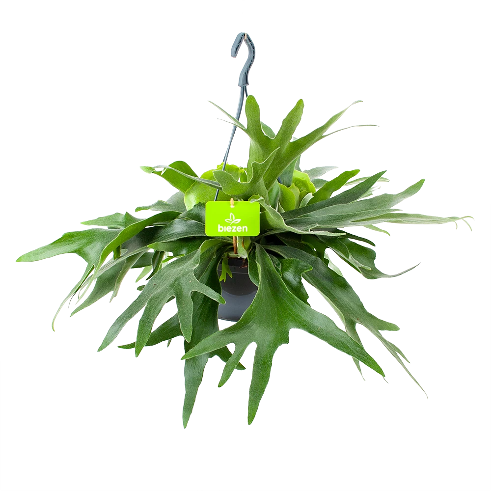 Platycerium Bifurcatum - Hertshoornvaren - In Hangpot - P21 H60 - Kamerplant 3 Platycerium Bifurcatum - Hertshoornvaren - In Hangpot - P21 H60 - Kamerplant