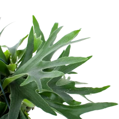 Platycerium Bifurcatum - Hertshoornvaren - In Hangpot - P21 H60 - Kamerplant 8 Platycerium Bifurcatum - Hertshoornvaren - In Hangpot - P21 H60 - Kamerplant -Woondecoratie Kortingen platycerium bifurcatum hertshoornvaren in hangpot p21 h60 6