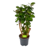Polyscias Fabian - Aralia - P24 H100 - Kamerplant