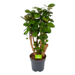 Polyscias Fabian - Aralia - P24 H100 - Kamerplant