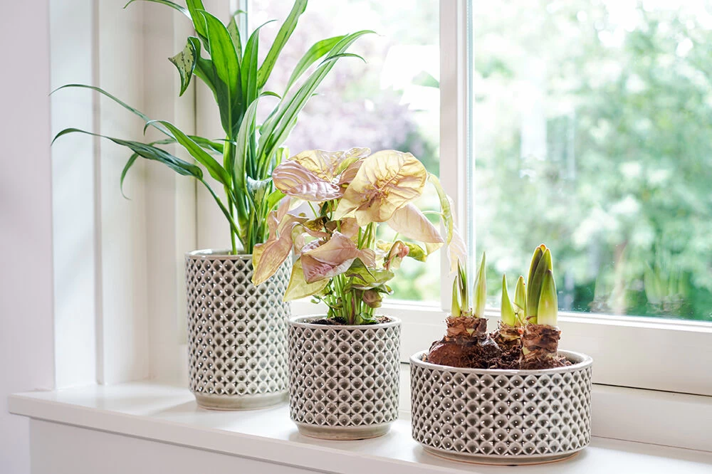 Bloempot Thies Hoog - D14 X H20cm - Olijf Groen 4 Bloempot Thies Hoog - D14 X H20cm - Olijf Groen - Afbeelding 2