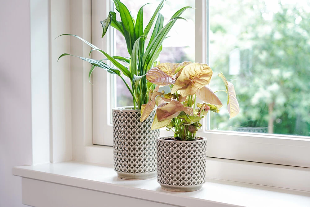 Bloempot Thies - D19 X H17cm - Olijf Groen 4 Bloempot Thies - D19 X H17cm - Olijf Groen - Afbeelding 2