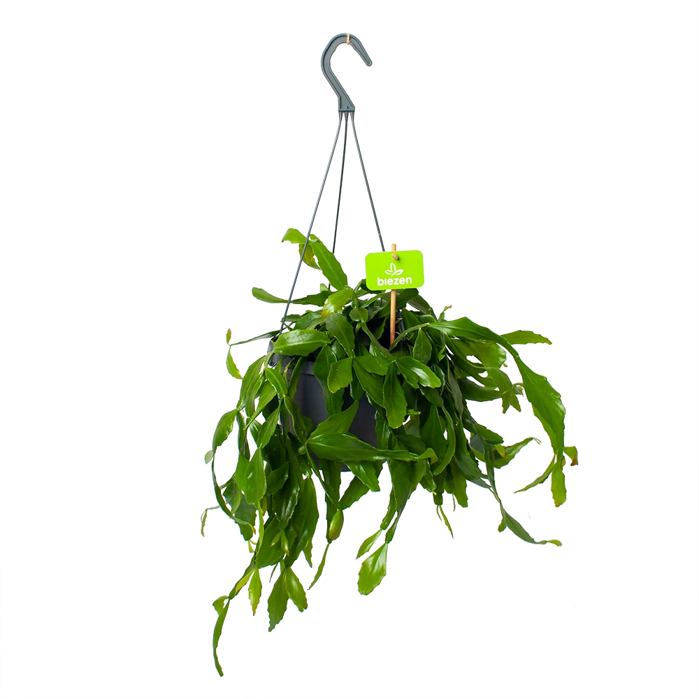 Rhipsalis Elliptica - In Hangpot - P17 H40 - Kamerplant 3 Rhipsalis Elliptica - In Hangpot - P17 H40 - Kamerplant