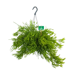 Rhipsalis Ewaldiana - In Hangpot - P17 H40 - Kamerplant