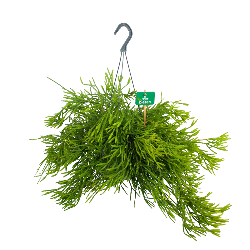 Rhipsalis Ewaldiana - In Hangpot - P17 H40 - Kamerplant 3 Rhipsalis Ewaldiana - In Hangpot - P17 H40 - Kamerplant
