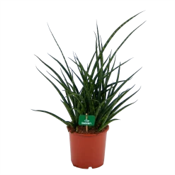 Sansevieria Fernwoord Punk - Vrouwentong - P17 H60 - Kamerplant