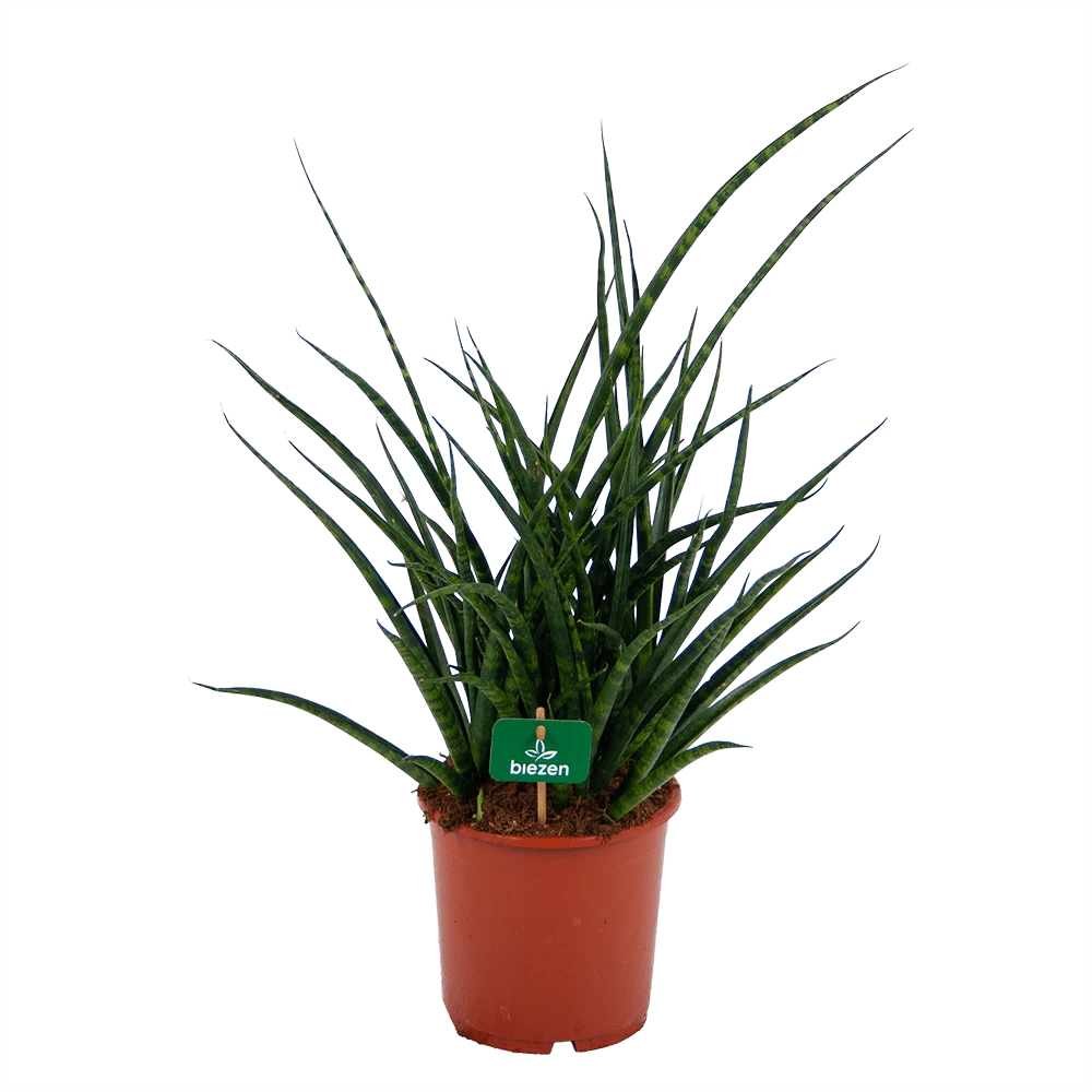 Sansevieria Fernwoord Punk - Vrouwentong - P17 H60 - Kamerplant 3 Sansevieria Fernwoord Punk - Vrouwentong - P17 H60 - Kamerplant