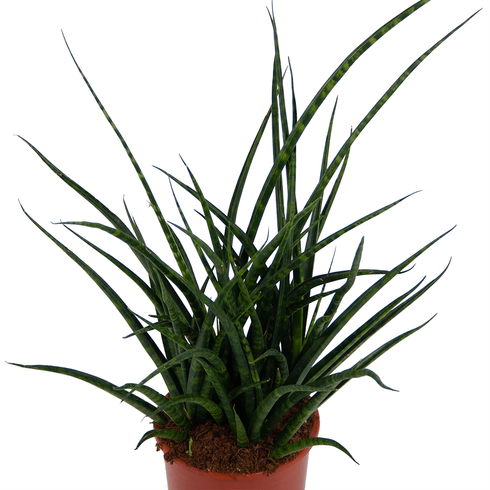 Sansevieria Fernwoord Punk - Vrouwentong - P17 H60 - Kamerplant 4 Sansevieria Fernwoord Punk - Vrouwentong - P17 H60 - Kamerplant - Afbeelding 2