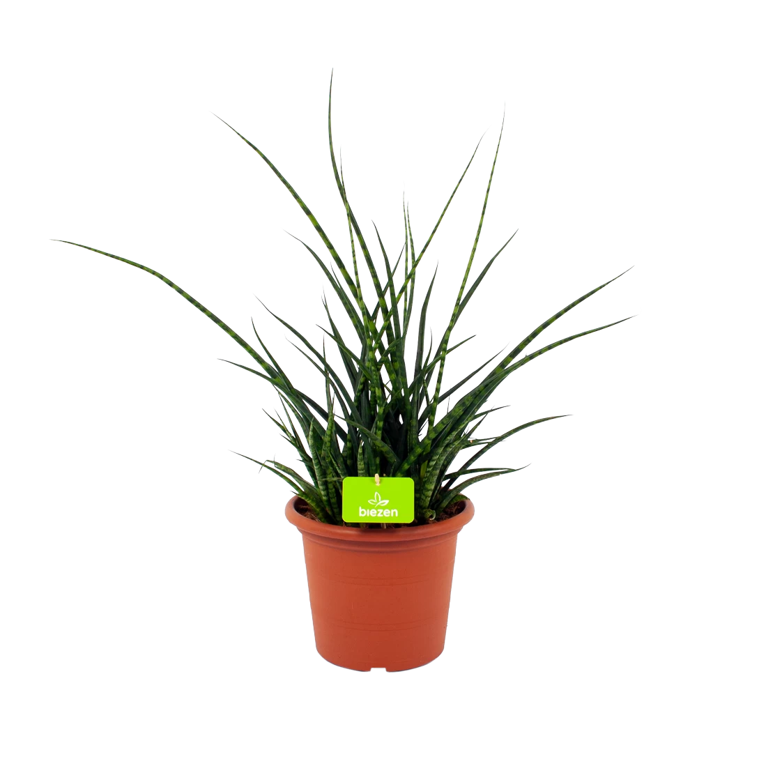 Sansevieria Fernwoord Punk - Vrouwentong - P25 H60 - Kamerplant 3 Sansevieria Fernwoord Punk - Vrouwentong - P25 H60 - Kamerplant