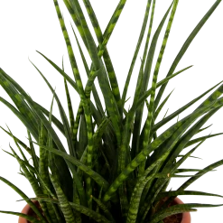 Sansevieria Fernwoord Punk - Vrouwentong - P25 H60 - Kamerplant 6 Sansevieria Fernwoord Punk - Vrouwentong - P25 H60 - Kamerplant -Woondecoratie Kortingen sansevieria fernwoord punk vrouwentong p25 h60 5 2