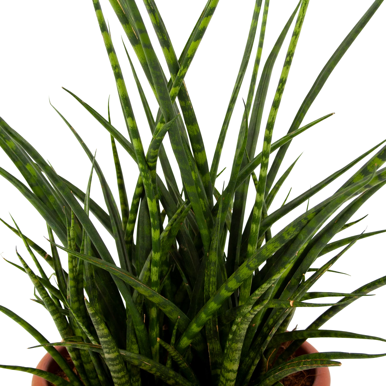 Sansevieria Fernwoord Punk - Vrouwentong - P25 H60 - Kamerplant 4 Sansevieria Fernwoord Punk - Vrouwentong - P25 H60 - Kamerplant - Afbeelding 2