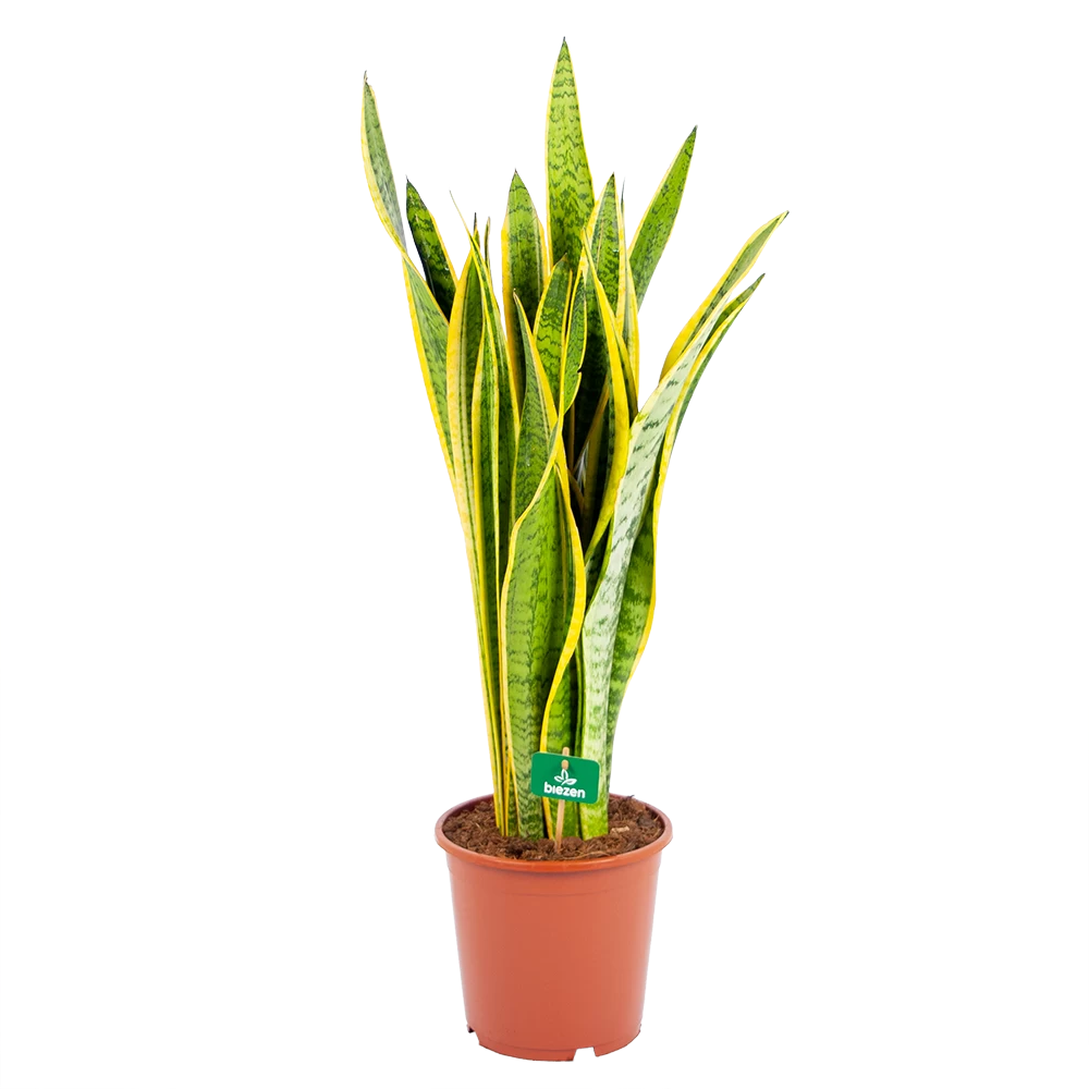 Sansevieria Laurentii - Vrouwentong - P21 H80 - Kamerplant 3 Sansevieria Laurentii - Vrouwentong - P21 H80 - Kamerplant