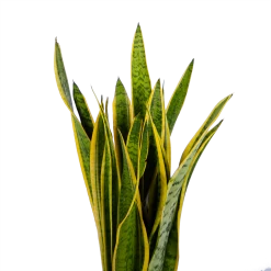 Sansevieria Laurentii - Vrouwentong - P21 H80 - Kamerplant 6 Sansevieria Laurentii - Vrouwentong - P21 H80 - Kamerplant -Woondecoratie Kortingen sansevieria laurentii vrouwentong p21 h80 kamerplant 2