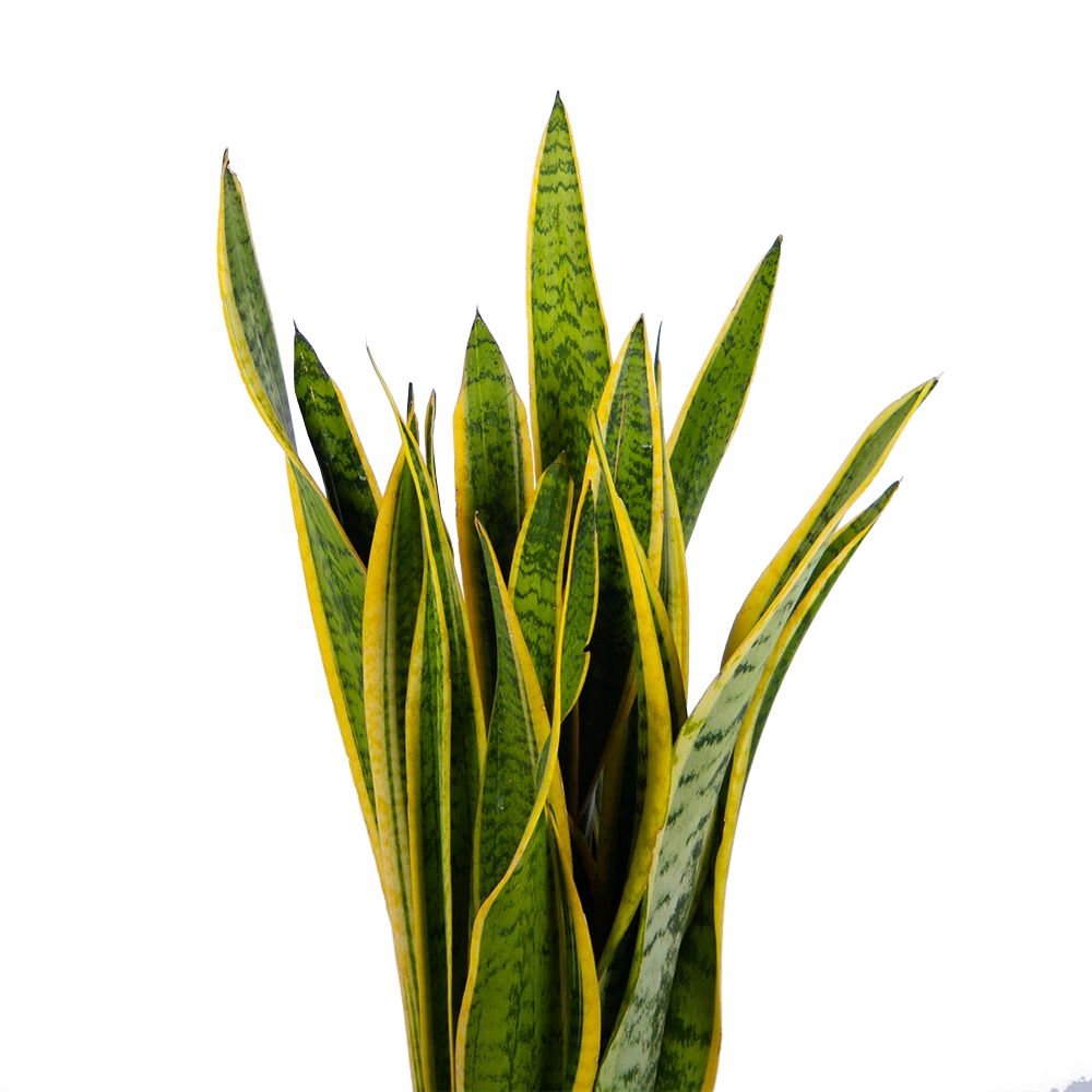 Sansevieria Laurentii - Vrouwentong - P21 H80 - Kamerplant 4 Sansevieria Laurentii - Vrouwentong - P21 H80 - Kamerplant - Afbeelding 2