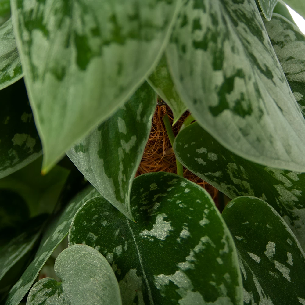 Scindapsus Pictus Silvery Ann Op Mosstok - Epipremnum - P15 H60 - Kamerplant 4 Scindapsus Pictus Silvery Ann Op Mosstok - Epipremnum - P15 H60 - Kamerplant - Afbeelding 2