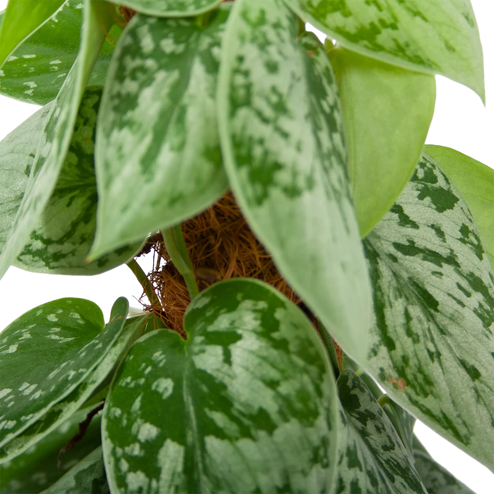 Scindapsus Pictus Silvery Ann Op Mosstok - Epipremnum - P15 H60 - Kamerplant 5 Scindapsus Pictus Silvery Ann Op Mosstok - Epipremnum - P15 H60 - Kamerplant - Afbeelding 3