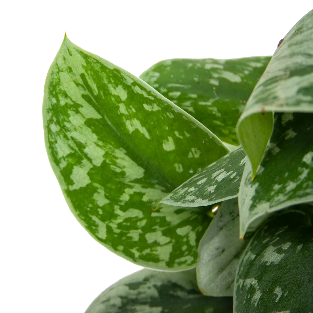 Scindapsus Pictus Silvery Ann Op Mosstok - Epipremnum - P15 H60 - Kamerplant 6 Scindapsus Pictus Silvery Ann Op Mosstok - Epipremnum - P15 H60 - Kamerplant - Afbeelding 4