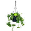 Scindapsus Pictus Trebie - Epipremnum - In Hangpot - P15 H20 - Kamerplant 2 Scindapsus Pictus Trebie - Epipremnum - In Hangpot - P15 H20 - Kamerplant -Woondecoratie Kortingen scindapsus pictus trebie epipremnum in hangpot p15 1 1