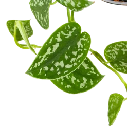 Scindapsus Pictus Trebie - Epipremnum - In Hangpot - P15 H20 - Kamerplant -Woondecoratie Kortingen scindapsus pictus trebie epipremnum in hangpot p15 6 1