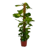 Scindapsus Pinnatum Aureum Op Mosstok - Epipremnum - P27 H150 - Kamerplant 2 Scindapsus Pinnatum Aureum Op Mosstok - Epipremnum - P27 H150 - Kamerplant -Woondecoratie Kortingen scindapsus pinnatum aureum op mosstok epipremnum p27 h150 1